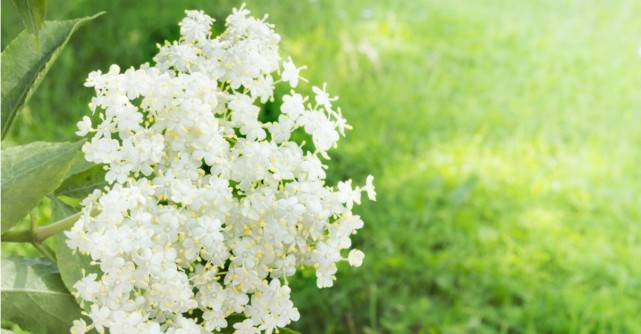 Elimina surplusul de kilograme si celulita cu preparate din soc