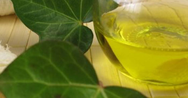 Iedera medicinala si efectele ei vindecatoare