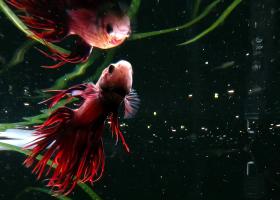 Vrei poze memorabile din vacanță? Te poți bucura de ele cu asistența AI a primului telefon subacvatic fără carcasă din lume