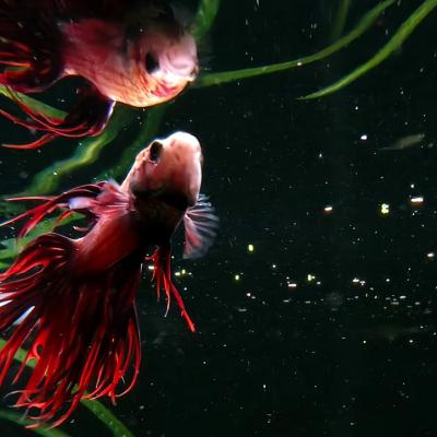 Vrei poze memorabile din vacanță? Te poți bucura de ele cu asistența AI a primului telefon subacvatic fără carcasă din lume