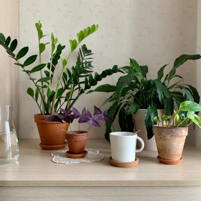 Ingredientul secret din bucătărie care poate fi cel mai bun și ieftin îngrășământ pentru plantele tale!