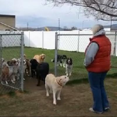 Video: Duce toti cateii intr-un tarc. Acum uite ce se intampla. Am ras cu lacrimi 