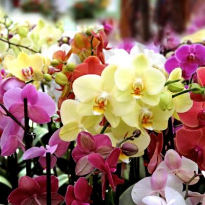 Un horticultor dezvăluie secretul orhideelor. Ce trebuie să faci ca să înflorească tot anul