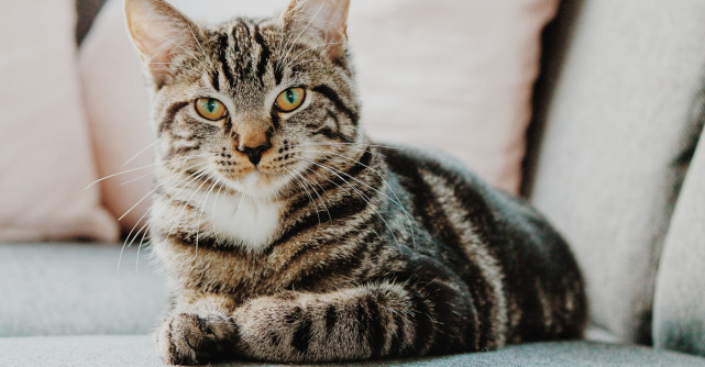 De ce este importantă sterilizarea animalului de companie?