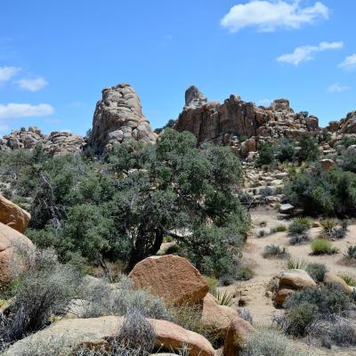 Joshua Tree National Park, mirajul desertului