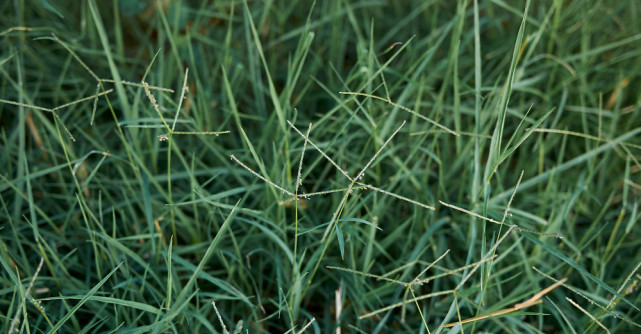 Efectele miraculoase ale ierbii negre