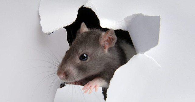 Soluții profesionale pentru eliminarea șobolanilor: eficiență și siguranță