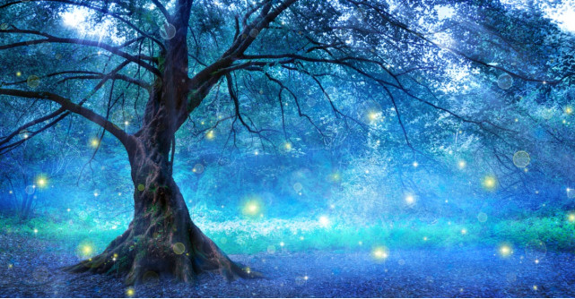 Cum comunică copacii