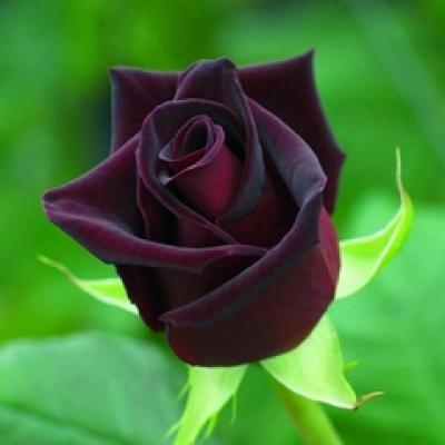 Iarna este un anotimp mai bun decat primavara pentru plantatul trandafirilor