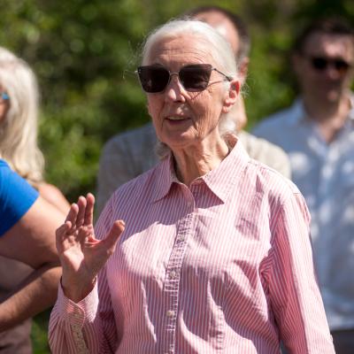 A încetat din viață Jane Goodall – legendara cercetătoare care a schimbat pentru totdeauna felul în care înțelegem cimpanzeii