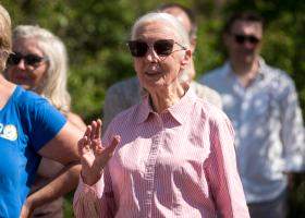 A murit Jane Goodall – legendara cercetătoare care a schimbat pentru totdeauna felul în care înțelegem cimpanzeii
