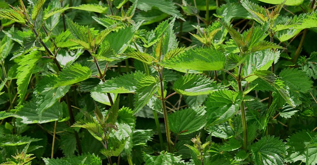 Planta care ameliorează durerile musculare. Crește peste tot!