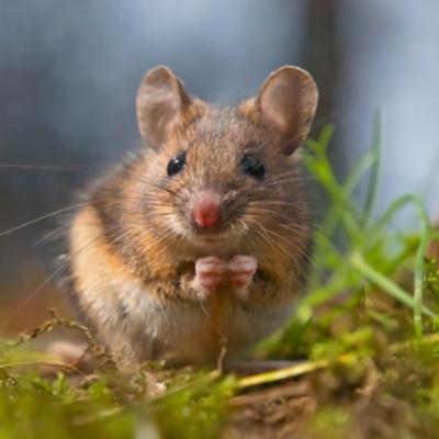 Video: cel mai haios soricel! Incearca sa fure un biscuit de doua ori mai mare ca el
