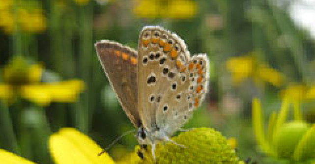 Beneficiile tamaduitoare ale polenului