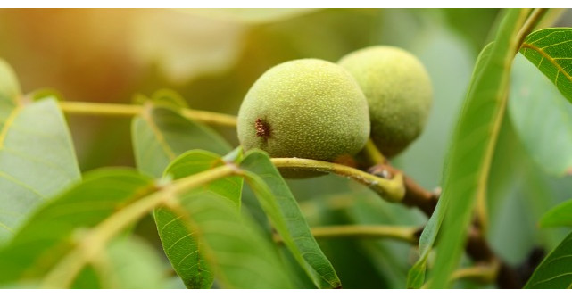 Frunzele de nuc, remediu pentru zeci de probleme de sanatate