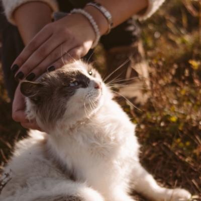 17 citate celebre pentru a-ți reaminti de puterea bunătății