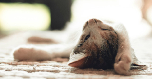 Moduri prin care animalele de companie iti imbunatatesc sanatatea si te fac mai fericita