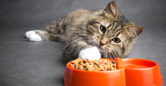 Trei sfaturi pentru a avea o pisică fericită