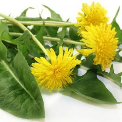 Papadie, verde cu magie! 10 beneficii puternice pentru sanatate