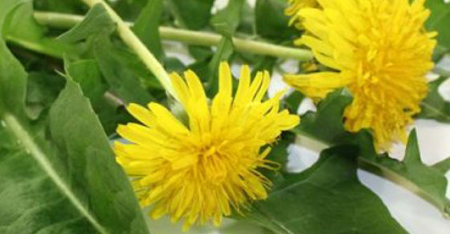 Papadie, verde cu magie! 10 beneficii puternice pentru sanatate