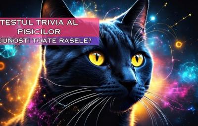 Testul Trivia al Pisicilor: Recunosti toate rasele?