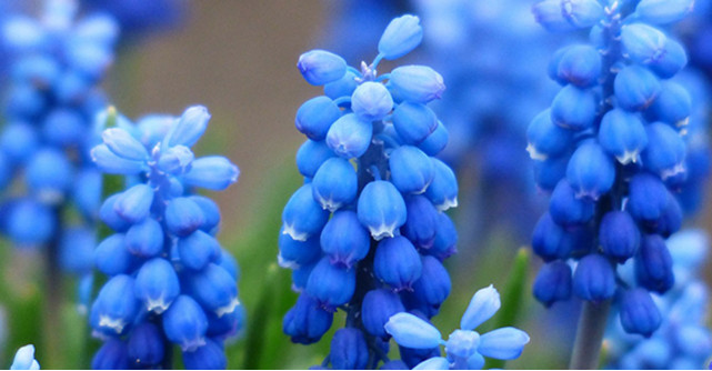 Sparanghelul - hrana regilor! De ce sa il consumi