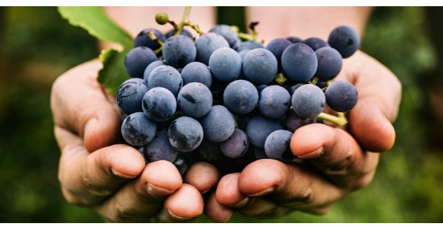 Adevarul despre struguri: ingrasa sau nu? Iata ce spun nutritionistii