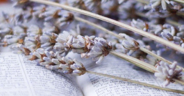 Plante si miresme biblice. Hrana pentru suflet si trup 