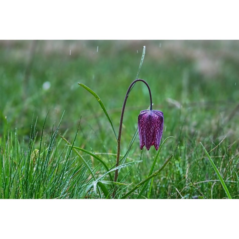  Despre Dumnezeu si primavara