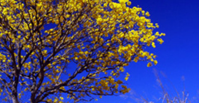 25 de metode prin care poti fi eco