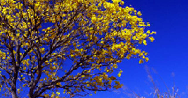 25 de metode prin care poti fi eco