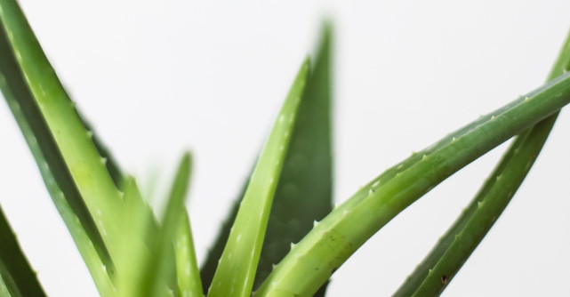 Masca nutritiva pentru ten gras in 10 pasi simpli