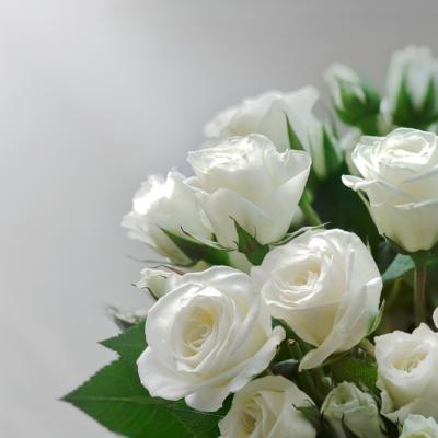 Semnificația trandafirilor albi și când să-i oferi