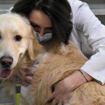 Totul pentru animale și despre animale într-un singur loc: 13-15 mai 2022 ”Zilele Facultății de Medicină Veterinară”  
