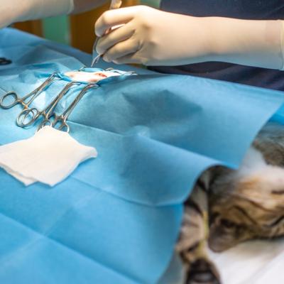 Importanța sterilizării la pisici