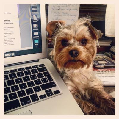 6 Lectii de viata de la un Yorkshire Terrier