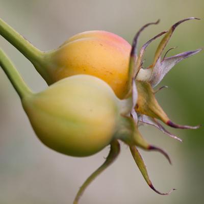 Sunt declarate FRUCTELE LUNII: afla DE CE