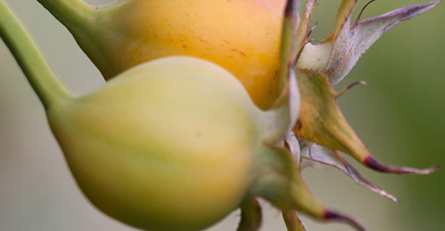 Sunt declarate FRUCTELE LUNII: afla DE CE