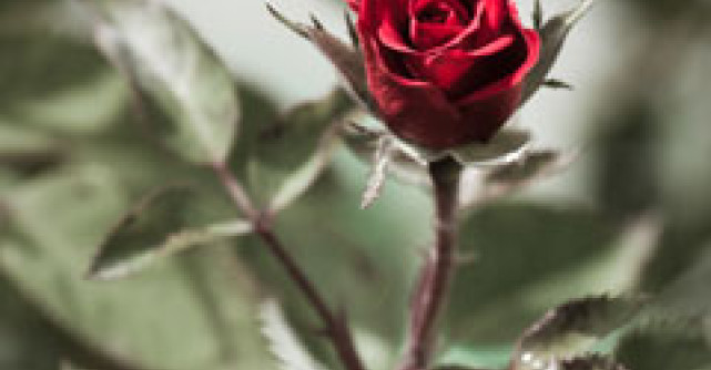 Limbajul dragostei este important?   	  