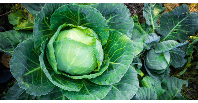 Ce nu stiai ca poti trata cu varza