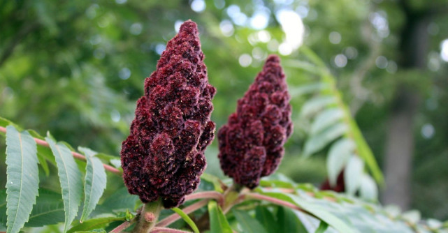 Turcii folosesc acest condiment in aproape toate mancarurile