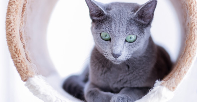 Pisica albastru de rusia - caracteristici, ingrijire si pret