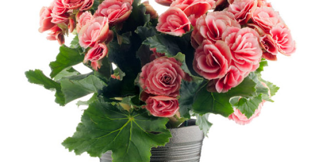 Plante pe care le poti creste in baie - Prima parte