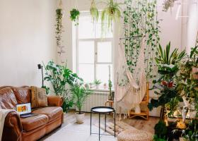 Top 10 plante pe care e bine să le ai in casă