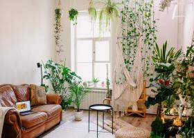 Top 10 plante pe care e bine să le ai in casă