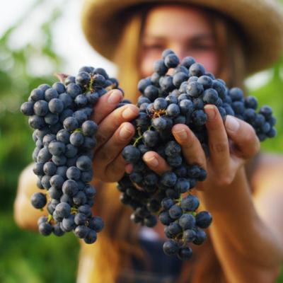 Beneficiul consumului de struguri