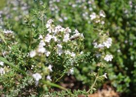 Cimbrisorul - beneficii, proprietati si utilizari ale plantei medicinale