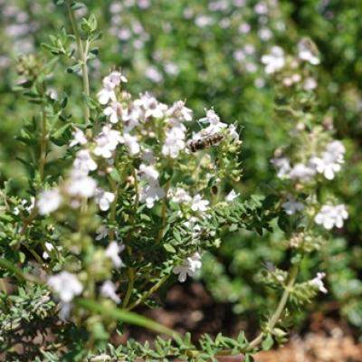 Cimbrisorul - beneficii, proprietati si utilizari ale plantei medicinale