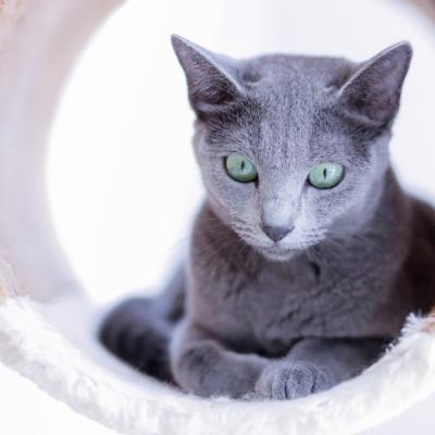 Pisica albastru de rusia - caracteristici, ingrijire si pret