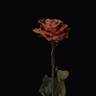 Mario Fresh continuă călătoria muzicală cu Floarea Mea, cea de a doua piesă de pe primul său EP 